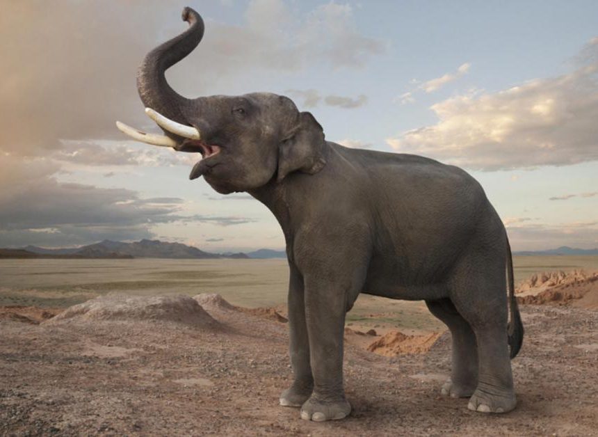 U.S. House Passes RAWR Act to Crackdown on Wildlife Trafficking and Terrorist Regimes