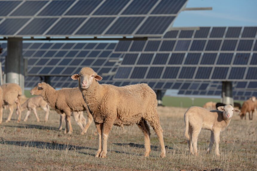 How sheep and solar power work together at the Volkswagen Chattanooga factory How sheep and solar power work together at the Volkswagen Chattanooga factory