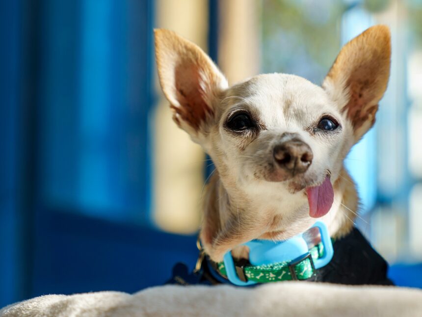 Facebook: Giving Senior Dogs Loving Homes Facebook: Giving Senior Dogs Loving Homes