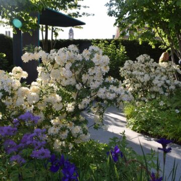 Facebook: Using Meta Spark to Power The Rare Space Garden Experience