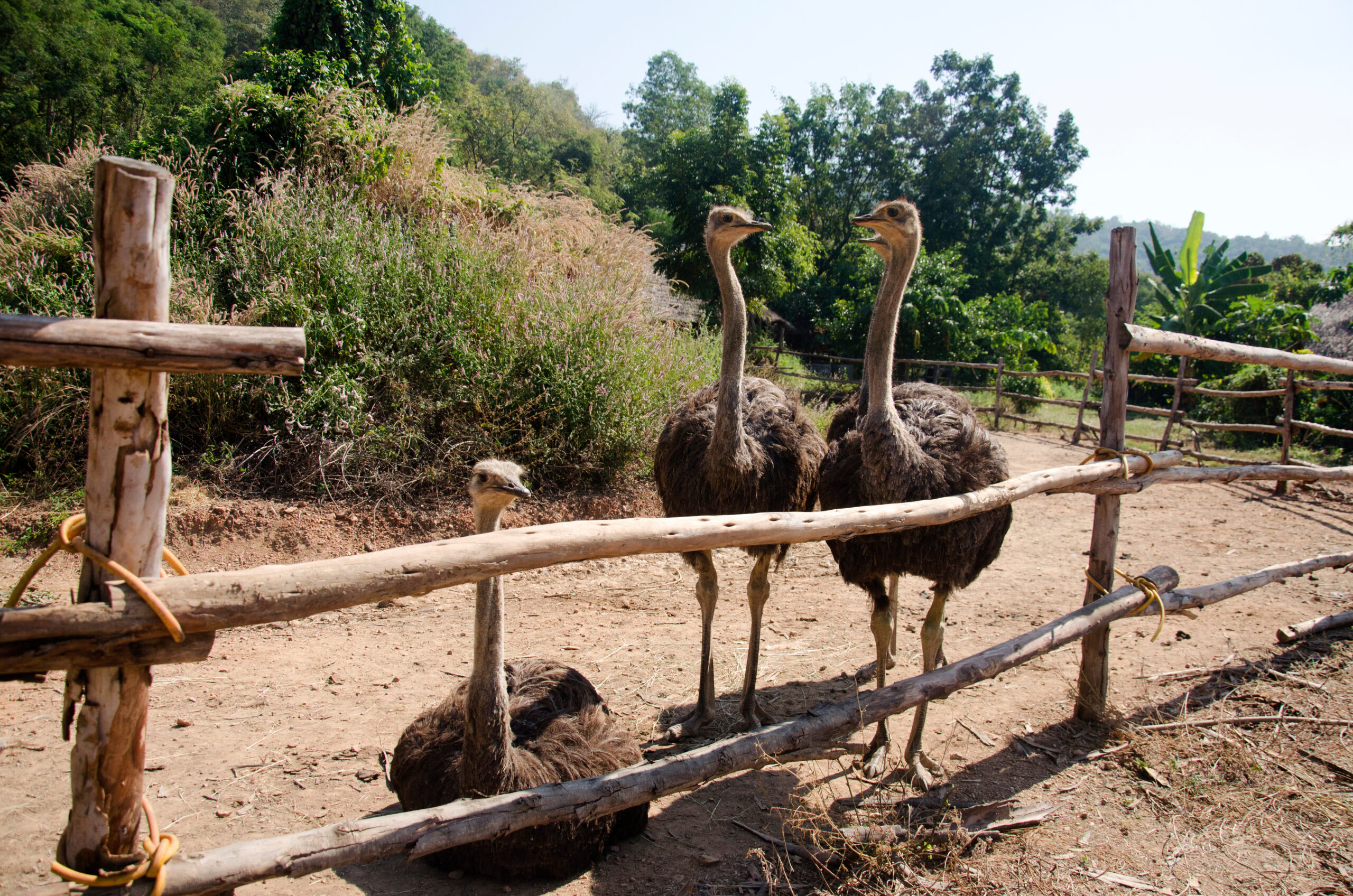 A group of ostriches behind a wooden fence in Oudtshoorn, a classic stop on the Route 62 road trip for new drivers.